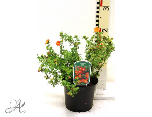 Potentilla Fruticosa Red Ace C2 standard - shrubs in containers from Dutch nurseries