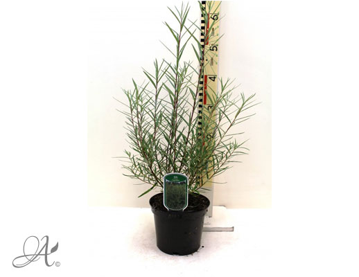 Salix Elaeagnos Angustifolia C3 standard - shrubs in containers from Dutch nurseries