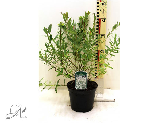 Salix Integra Hakuro Nishiki C3 standard - shrubs in containers from Dutch nurseries