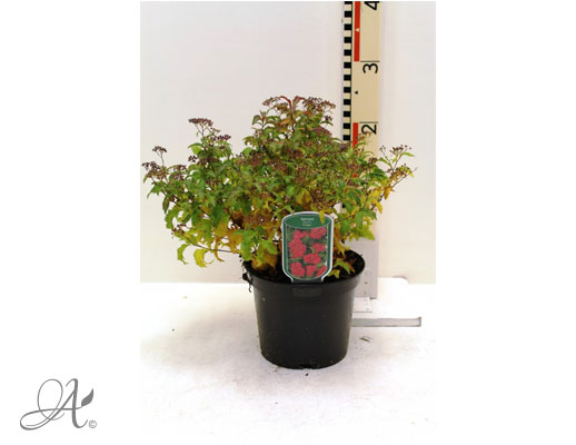 Spiraea Japonica Crispa C2 standard - shrubs in containers from Dutch nurseries