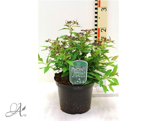Spiraea Japonica Genpei C3 standard - shrubs in containers from Dutch nurseries