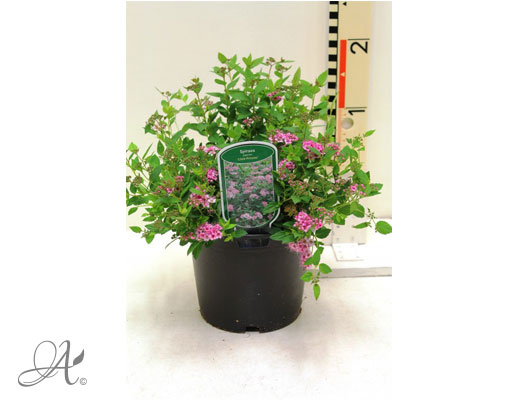 Spiraea Japonica Little Princess C3 standard - shrubs in containers from Dutch nurseries