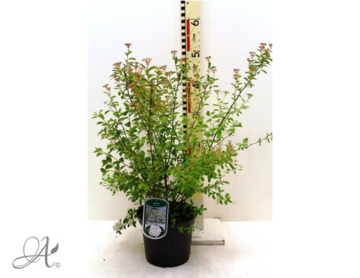 Spiraea Vanhouttei C3 standard - shrubs in containers from Dutch nurseries