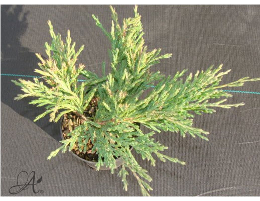 Juniperus Horizontalis Andorra Compact - conifer Seedlings in P9 from Dutch nurseries