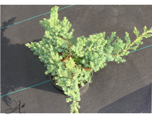 Juniperus Procumbens Nana - conifer Seedlings in P9 from Dutch nurseries