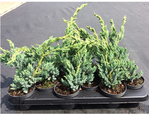Juniperus Squamata Meyeri - conifer Seedlings in P9 from Dutch nurseries