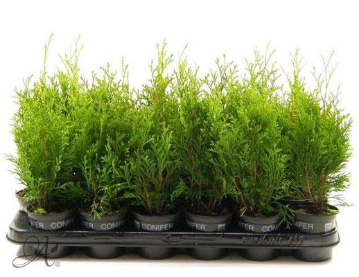 Thuja Occidentalis Smaragd - conifer Seedlings in P9 from Dutch nurseries