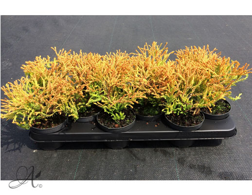 Thuja Occidentalis Golden Tuffet - conifer Seedlings in P9 from Dutch nurseries