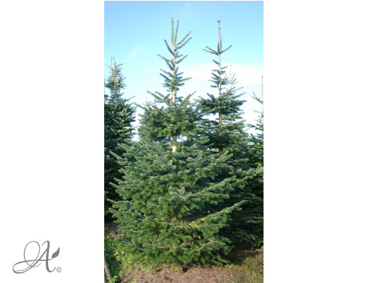 Abies Nordmaniana – open ground conifers from Dutch nurseries