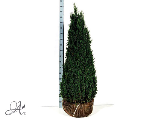 Juniperus Chinensis – open ground conifers from Dutch nurseries