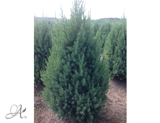Juniperus Chinensis Stricta – open ground conifers from Dutch nurseries