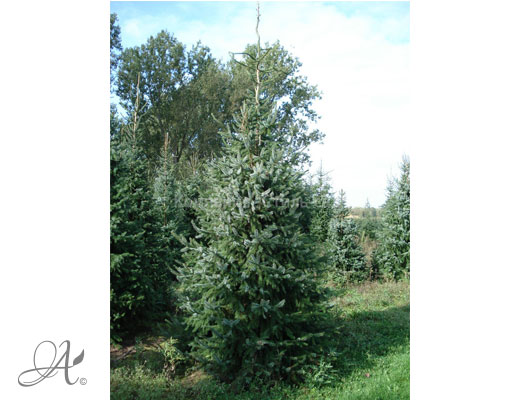 Picea Omorika – open ground conifers from Dutch nurseries