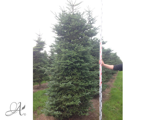 Picea Pungens – open ground conifers from the Netherlands