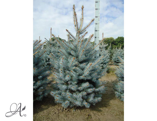 Picea Pungens Blue Diamond – open ground conifers from Dutch nurseries
