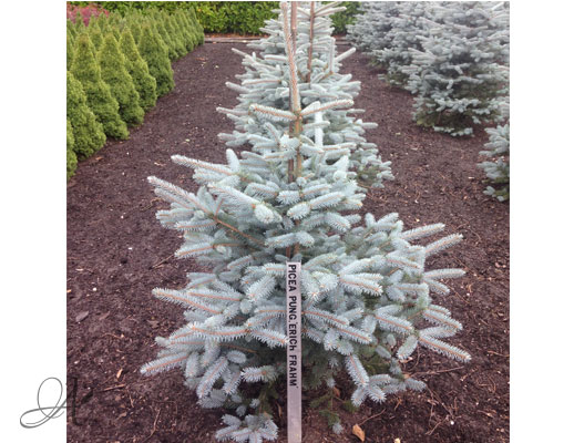 Picea Pungens  Erich Frahm – open ground conifers from Dutch nurseries