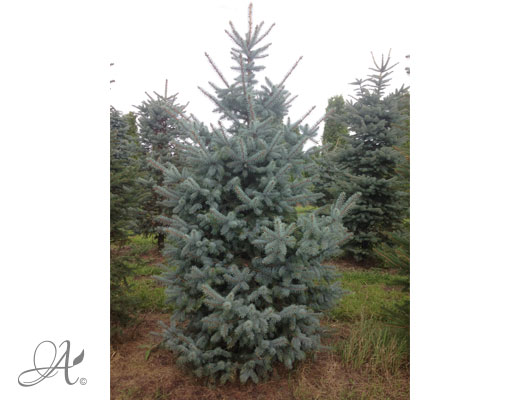 Picea Pungens  Glauca – open ground conifers from the Netherlands