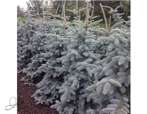  Picea Pungens Oldenburg – open ground conifers from the Netherlands 