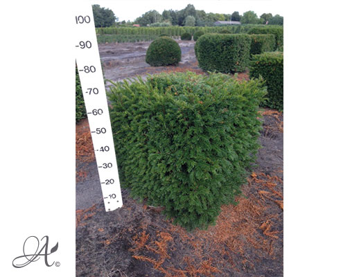 Taxus Baccata – open ground conifers from Dutch nurseries