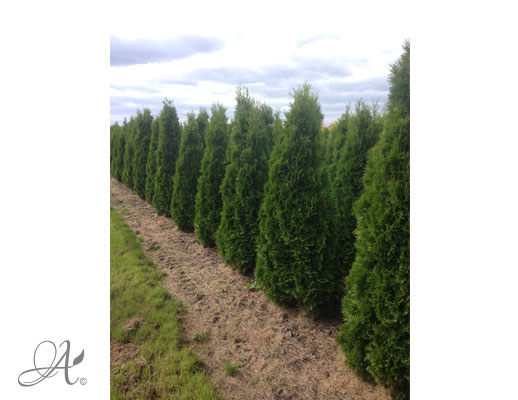 Thuja Occidentalis Smaragd – open ground conifers from the Netherlands