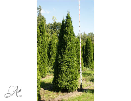 Thuja Occidentalis Smaragd  300-350 – open ground conifers from Dutch nurseries