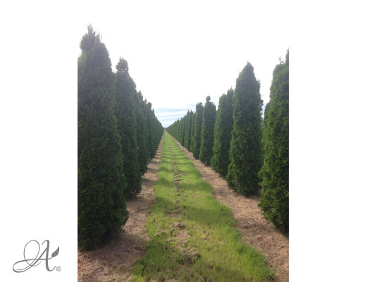Thuja Occidentalis Smaragd 450-500 – open ground conifers from Dutch nurseries