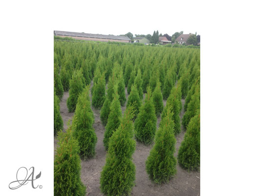 Thuja Occidentalis Smaragd – open ground conifers from Dutch nurseries