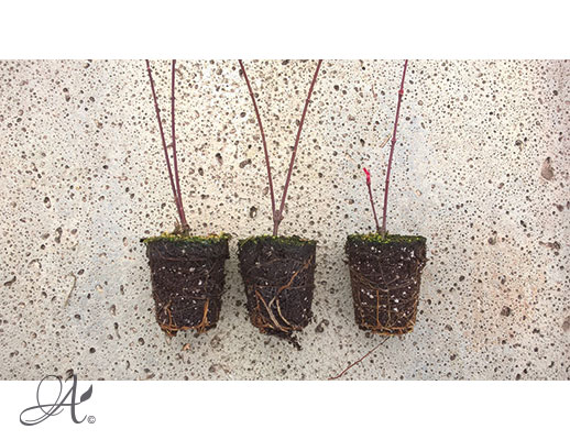 Acer Palmatum  Beni-Maiko – shrub cuttings from Dutch nurseries