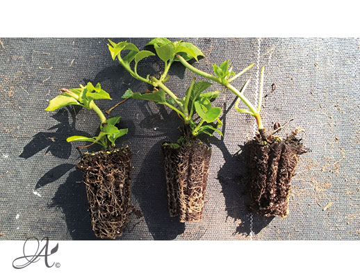 Hydrangea Anomala Petiolaris – shrub cuttings from Dutch nurseries