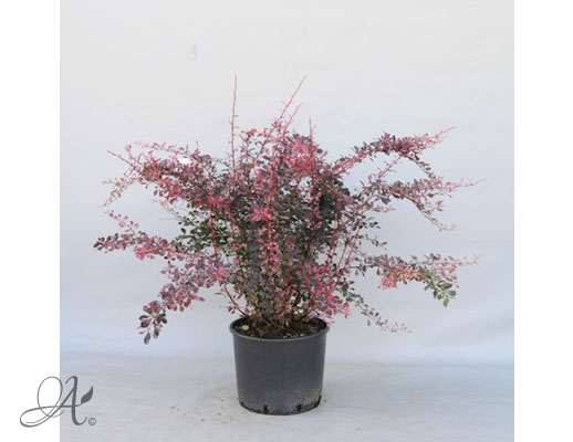 Berberis Thunbergii Rose Glow C20 standard - shrubs in containers from Dutch nurseries