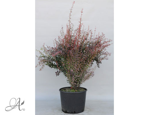 Berberis Thunbergii Rosy Rocket C20 standard - shrubs in containers from Dutch nurseries