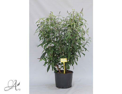 Buddeleja Davidii Pink Delight C20 standard - shrubs in containers from Dutch nurseries