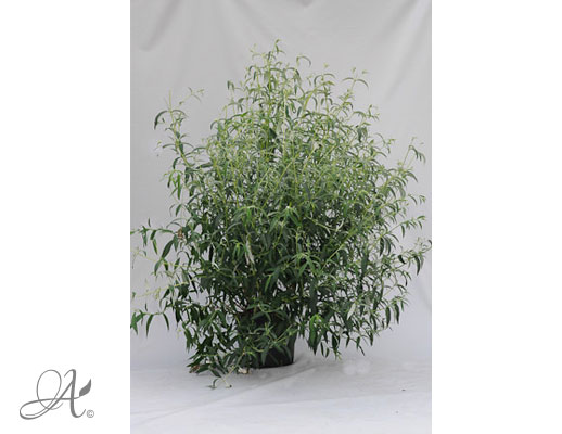 Buddeleja Davidii White Profusion C20 standard - shrubs in containers from Dutch nurseries