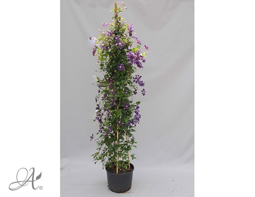 Clematis Etoile Violette C20 standard - shrubs in containers from Dutch nurseries