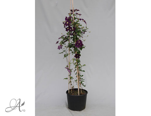 Clematis Warszawska Nike C20 standard - shrubs in containers from Dutch nurseries