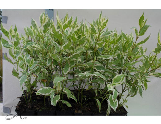 Cornus Alba Elegantissima - P9 shrubs from Dutch nurserie