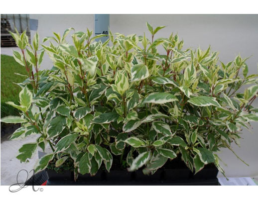 Cornus Alba Sibirica Variegata - P9 shrubs from Dutch nurserie