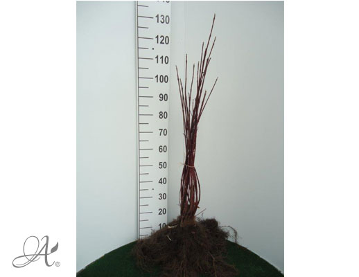 Cornus Alba Sibirica - bare root shrubs from Dutch nurseries