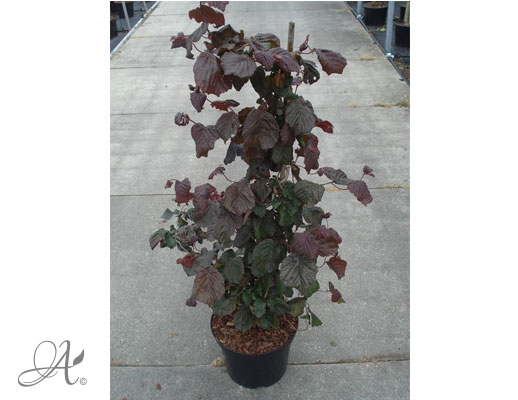 Corylus Red Majestic - shrubs in containers from Dutch nurseries