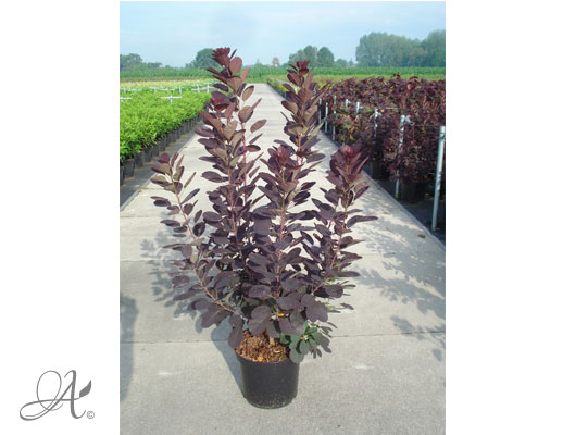 Cotinus Coggygria Royal Purple - shrubs in containers from Dutch nurseries