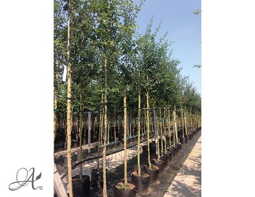 Crataegus Laevigate – tree seedlings in containers