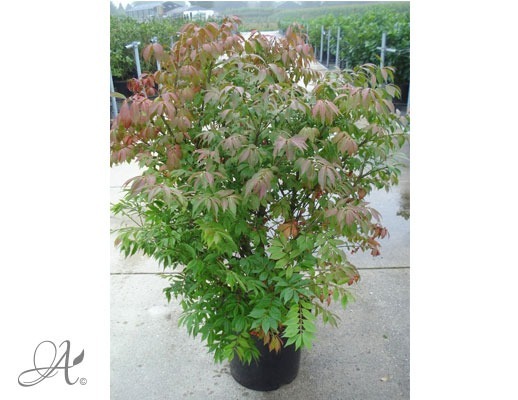 Euonymus Alatus Compactus - shrubs in containers from Dutch nurseries