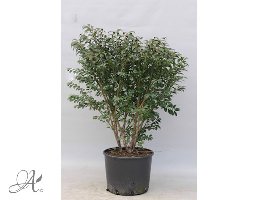 Euonymus Alatus Compactus - shrubs in containers from Dutch nurseries
