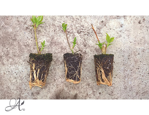 Forsythia Intermedia Spectabilis – shrub cuttings from Dutch nurseries
