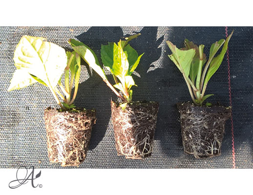 Hydrangea Macrophylla Seur Therese – shrub cuttings from Dutch nurseries