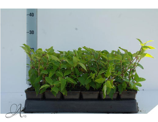 Hydrangea Paniculata Levona - P9 shrubs from Dutch nurseries