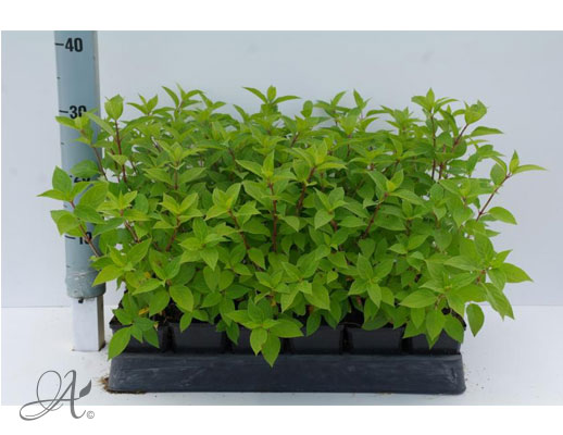 Hydrangea Paniculata Limelight - P9 shrubs from Dutch nurseries