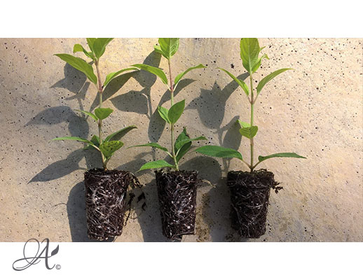Hydrangea Paniculata Limelight – shrub cuttings from Dutch nurseries