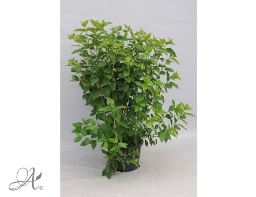 Hydrangea Paniculata Phantom C20 standard - shrubs in containers from Dutch nurseries