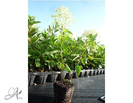 Hydrangea assortment - P9 shrubs from Dutch nurseries