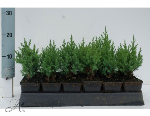 Juniperus Chinensis Stricta - conifer Seedlings in P9 from Dutch nurseries